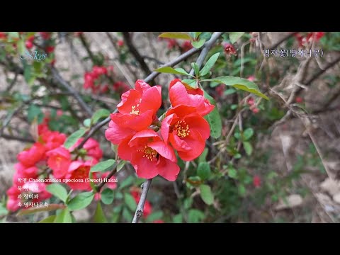 명자꽃,명자나무(Chinese quince)