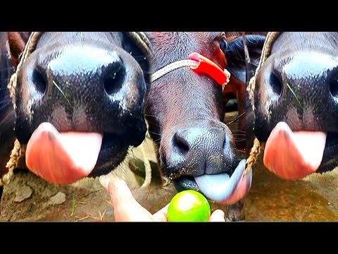 Village Cow Mooing Cow Sound || Cow Standing Near The House || funny cow