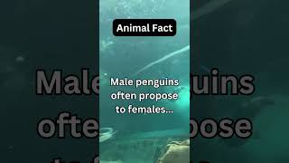 Male penguins often propose to females...