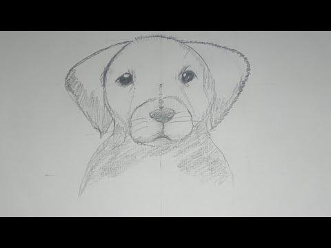 how to draw a puppy |drawing of puppy