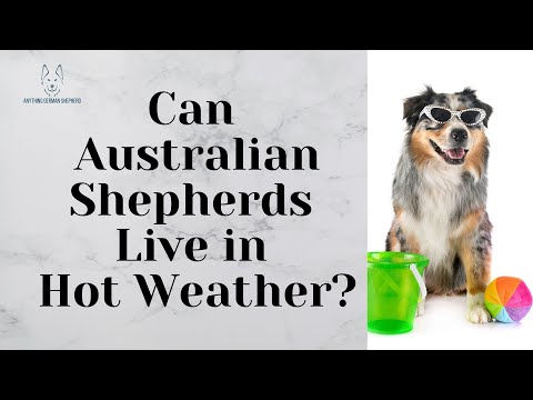 Can Australian Shepherds Live in Hot Weather?