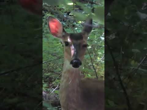 Deer Listening With One Ear #deer #wildlife #animals #shorts