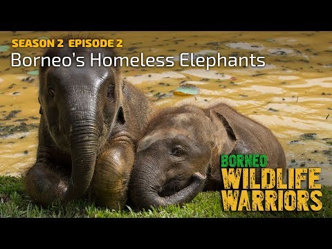 Borneo’s Homeless Elephants | Borneo Wildlife Warriors | S02E02 | [UHD/4K]