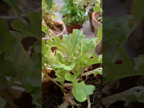 Harvest Lettuce with Roots the RIGHT Way for MAX Yield