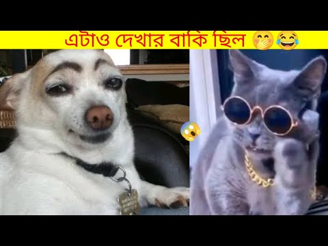 animal Some funny funny videos || animal best funny TikTok video||#animalfunny#animals#vrial