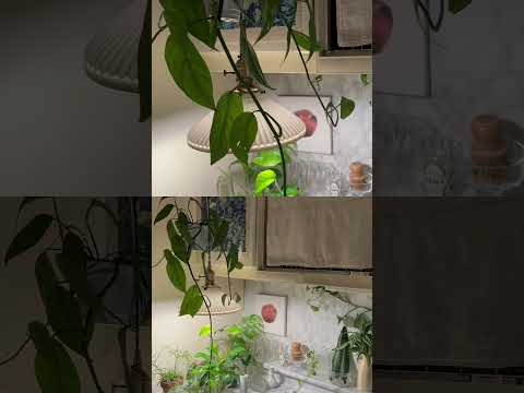 서울빌라 플랜테리어 꾸미기 #planterior #plants #plante