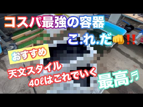 (メダカ)春がきたー！今年はコスパ最強この容器でメダカ楽しみます😁天文スタイルはこれだー♬