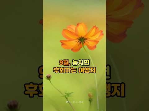 9월에 놓치면 후회하는 여행지 | 가을꽃 명소들과 이국적인 가을 풍경을 볼 수 있는 여행지, 가을여행지 추천, 국내여행지 추천 #shorts