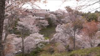 Japan Travel:  Cherry Blossoms (Sakura) in the Wind at Yoshinoyama Naka Senbo, Nara 48