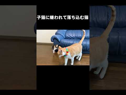 子猫に嫌われて落ち込む猫 #cat #kitten  #保護猫 #子猫