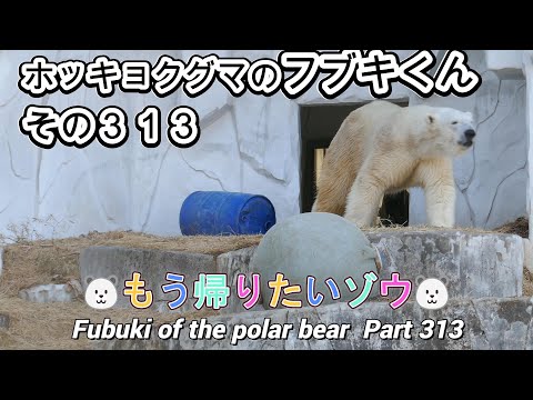 ホッキョクグマのフブキくん（３１３）🐻‍❄️もう帰りたいゾウ🐻‍❄️（東山動植物園）Fubuki of the polar bear Part 313