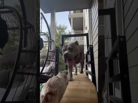 ￼Star wants papa kisses #fyp #dogtreadmill #shortsviral #viral #dog #shorts