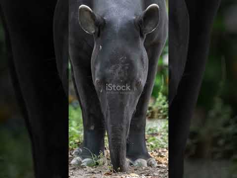 Black Rhinoceros: Facts You Need to Know. #wildlife #rhinoceros #rhino