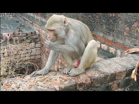 Bandar | bandar wala | bandar ki video | monkey video | monkey cartoon | bandar wala cartoon | बंदर