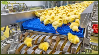 Chicken Mega Factory: Chicken Egg Incubation Technology - Broiler Raising Method & Process 🐣