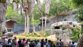 Los Angeles Zoo - Chimpanzees of Mahale Mountains Habitat 4K HDR (2023)