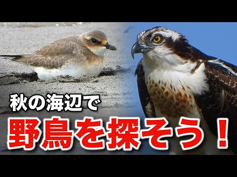 このタカは！？海で過ごす野鳥たちの優雅な姿を観察しよう！