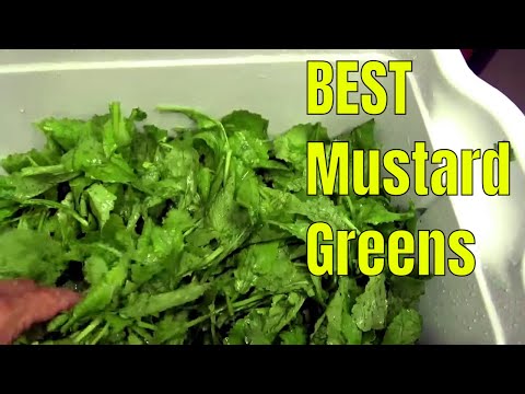 BEST EASY SOUTHERN GREENS | STORING IN THE FREEZER | GARDEN TO TABLE