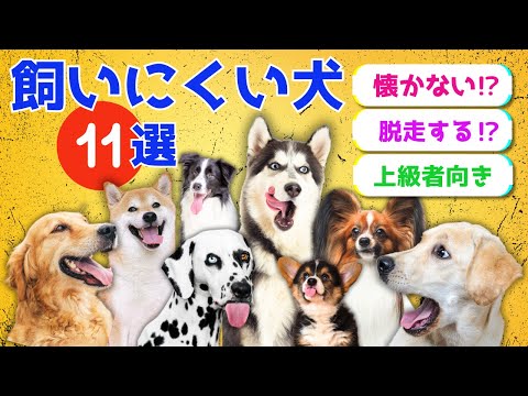 【保存版】人気なのに実は飼いにくい犬11選