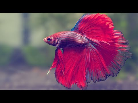 Colorful Warriors | The World of Siamese Fighting Fish