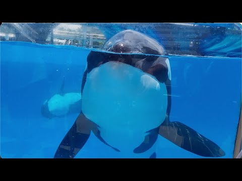 Killer Whales Up-Close Tour  - SeaWorld Orlando - June 1, 2023