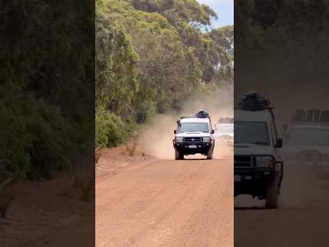 Off roading in the Australian Bush! #offroad #offroading #offroad4x4 #4x4 #4x4offroad #toyota #car