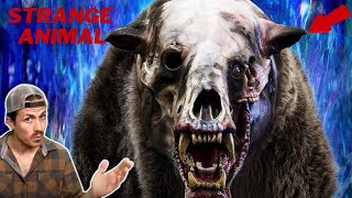 Strange Animals |  MrBallen Podcast &. MrBallen’s Medical Mysteries