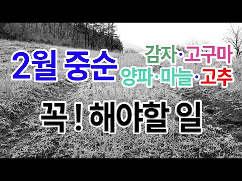 2월 중순에 감자, 고구마, 양파, 마늘, 고추에 꼭 해줘야 할일