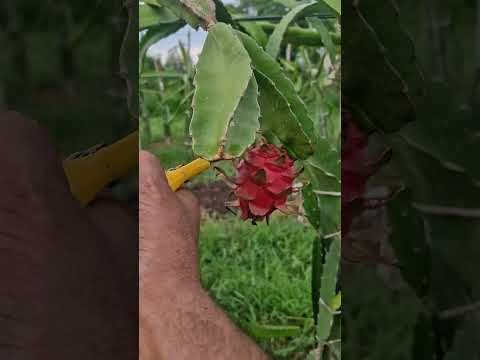 Dragon Fruit Farming  😋         #dragonfruit #like #health #subscribe