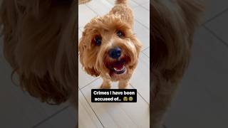 Who else has been wrongly accused? #cutedog  #dogs  #petlife #trending #dogvideos #pets