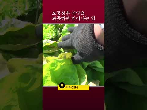 모둠 상추 씨앗을 텃밭에 심어야 하는 이유 #shorts  #farming #gardening #garden