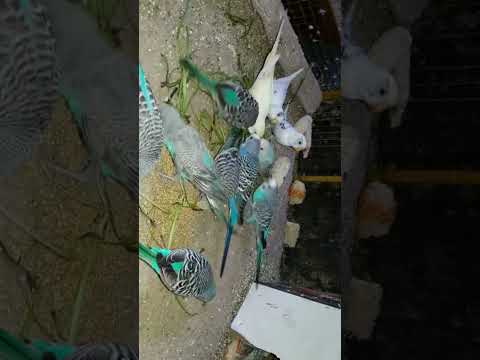 Australian Budgies #Viral #Shorts