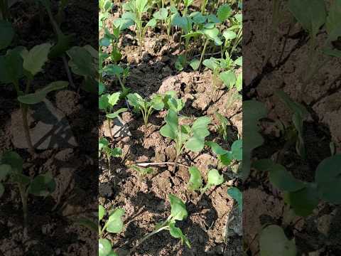 Cauliflower nursery #garden #ideas