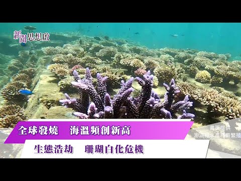 《新聞思想啟》全球發燒中! 海水均溫頻創紀錄 NOAA示警:第四次珊瑚白化危機進行中！生態浩劫 珊瑚礁白化死亡中! 搶救大作戰 澎湖復育造礁珊瑚 存活率達八成 第147集-Part2