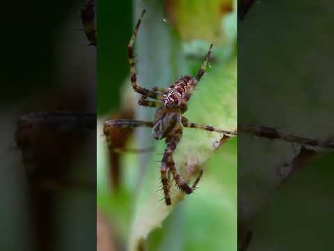 We found a GIANT Spider - Nature Videos for Kids