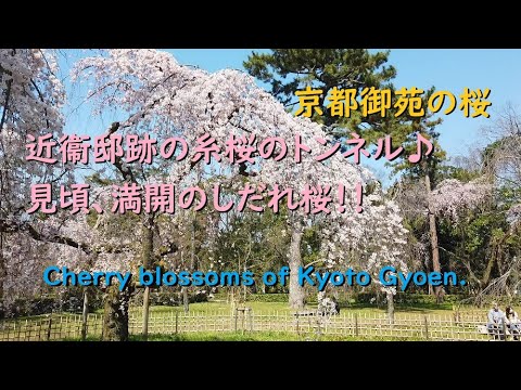 京都御苑の糸桜のトンネルとしだれ桜2020【Cherry blossoms of Kyoto Gyoen.】