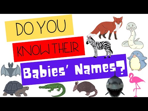 Baby Animals Names