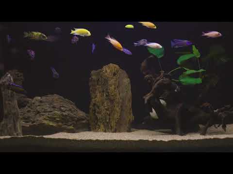 Fresh Water Aquarium 4k Relaxing - Cichlids