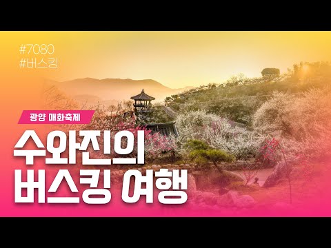 [수와진의 버스킹 여행] #광양매화축제 (25.3.10) 봄꽃 축제가 시작 되었네요~!