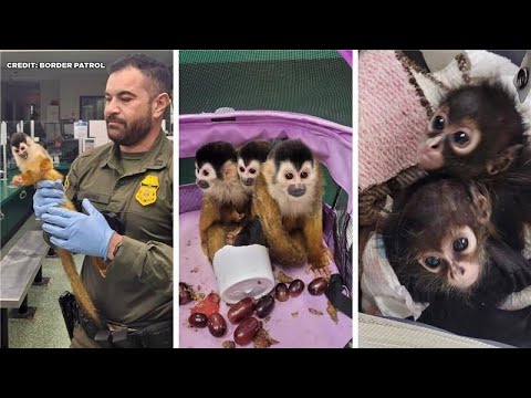 Five spider monkeys rescued from smuggling at Border Patrol checkpoint near Kingsville