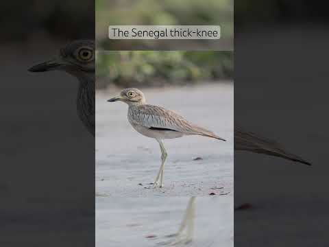 The Senegal thick-knee #birds #birdphotography #vogel