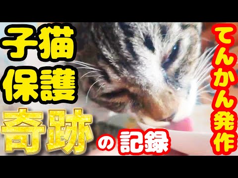 【子猫 保護 MRI検査】奇跡起きた！ 子猫に全身麻酔 生きて戻ってと祈りが届いた！