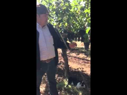 Watch Winemaker Gustavo Gonzalez discuss Cabernet in Garvey Home Ranch