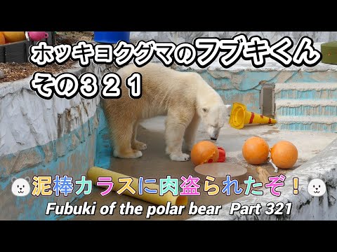 ホッキョクグマのフブキくん（３２１）🐻‍❄️泥棒カラスに肉盗られたぞ！🐻‍❄️（東山動植物園）Fubuki of the polar bear Part 321