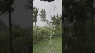 Shelter During Rain #shorts  #rain #heavyrain #rainfall