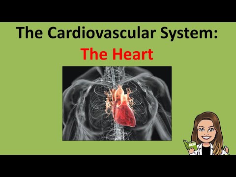 The Cardiovascular System: The Heart