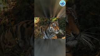 ferocious tiger 2,#tiger,#animals,#wildlife, #nature,#naturelovers,#wildlifelovers