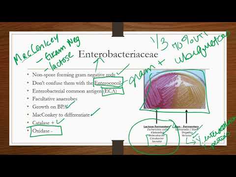 Enterobacteriaceae