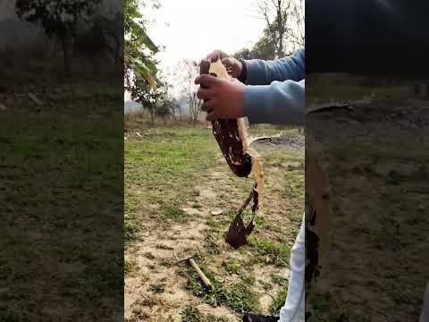 Homemade Sun Dried Natural Loofah