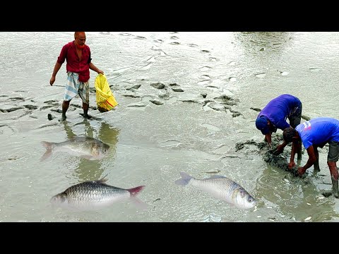 Amazing Pond Fishing Video | Everyone Should Watch This Fishing Video #fish #fishing #fishtrap